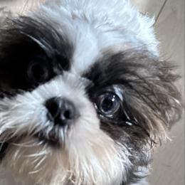 Wiley - Black gold and white male Shih Tzu puppy in Ridgecrest, California from Love4Shihtzu