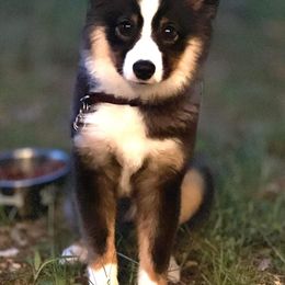 Miniature Australian Shepherds from Salty Kennel