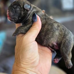 Brindle boy - Brindle male French Bulldog puppy in Polk City, Florida from Best Friend Frenchies, LLC
