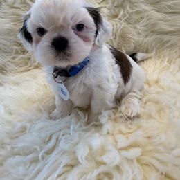 AKC Grumpy - Gold and white male Shih Tzu puppy in Long Beach, California from Prieto Shih-Tzu's