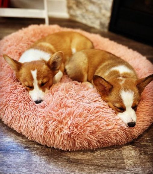 Red Beanie Corgis in Texas | Pembroke Welsh Corgi and American Corgi ...