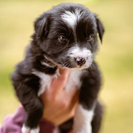 Border Collie Puppies from Cullins Collies