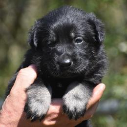 Bi Color Male - Bi-color male German Shepherd puppy in Mariana, Florida from Haus M Godwin