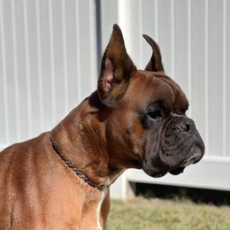Jaxon - Boxer