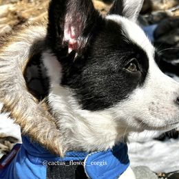 Cardigan Welsh Corgis from Cactus Flower Corgis