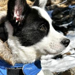 Cardigan Welsh Corgis from Cactus Flower Corgis
