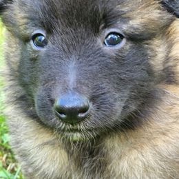 Belgian Tervuren Puppies from Kismet Belgian Tervuren's  owner Angela Ernst
