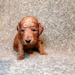 F1B Goldendoodle Barnacle - Red  male Goldendoodle puppy in Redding, California from Casa Delarosa Collective Poodles & Doodles