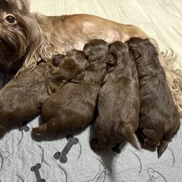 Shih Tzu Puppies from Mosley Kennel Shih Tzu