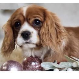 Cavalier King Charles Spaniel and Cavapoo All Grown Up from Hattie’s Texas Cavapoos