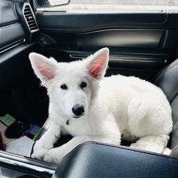 Berger Blanc Suisse Puppies from Moonlight Berger Blanc Suisses