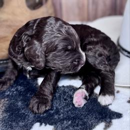 Reba mcEntire - Chocolate female Labradoodle puppy in Kingston, Georgia from CC Familydoodles