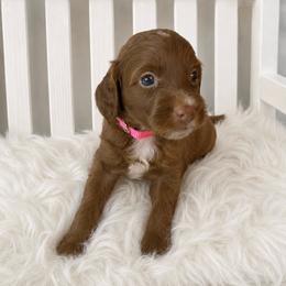 Star - Pink Collar - Red  female Goldendoodle puppy in Huntsville, Alabama from Falcon Ridge Doodles