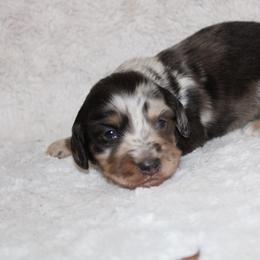 Twixie - Dapple female Dachshund puppy in Powderly, Texas from Kuttin’ Up Mini Aussies