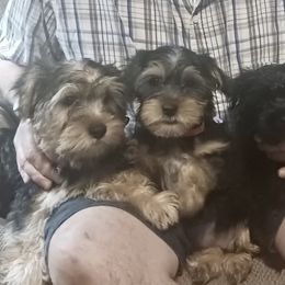 Assorted Doodle Crosses, Double Doodle, Maltipoo, Morkie, and Yorkipoo Puppies from Danza Bolo