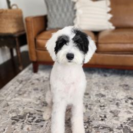 Lady - Sheepadoodle