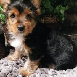 Royal - Black and gold male Yorkshire Terrier puppy in Hot Springs, Arkansas from Kimberly's Lovable Littles