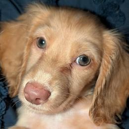 Peanut PET ONLY - Cream male Dachshund puppy in Unadilla, Georgia from The Hamsley Kennels of South Georgia