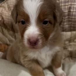 Augustus (Piccolo) - Dilute red male Australian Shepherd puppy in Bennett, Colorado from Alolan Angel Aussies