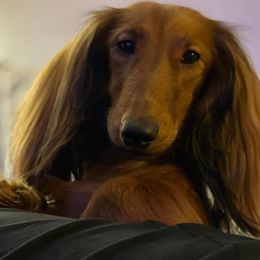 Malarkey - Dachshund