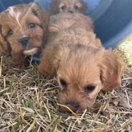 Cavapoo and Shihpoo Puppies from Haus of Doodles