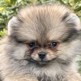 King Josish - Cream sable male Pomeranian puppy in Sacramento, California from M-J’s AKC Breeder of Merit of Show Pomeranians