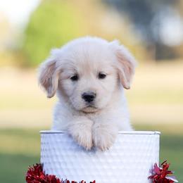 Dark Teal - Golden female Golden Retriever puppy in Oxford, North Carolina from Oxford Farm Kennels