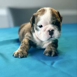 Halo - Red brindle and white female Bulldog puppy in Lutz, Florida from Romanov’s  Bulldogs