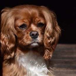 Cherry - Cavalier King Charles Spaniel