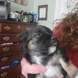 Chick - Black and tan female Morkie puppy in Gloucester, Virginia from Jenkins Morkies