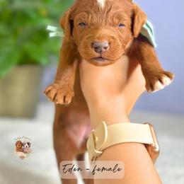 Eden - Red  female Goldendoodle puppy in Atlanta, Georgia from Teddy Puppies