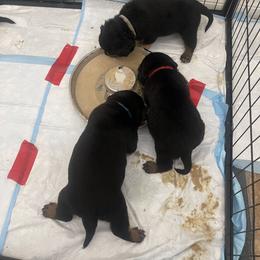 Rottweiler Puppies from GrowlHausRotts
