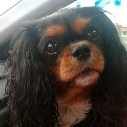 Heidi - Cavalier King Charles Spaniel