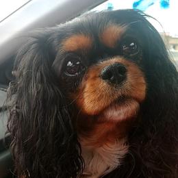 Heidi - Cavalier King Charles Spaniel