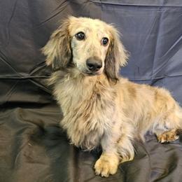 Archie - Dachshund