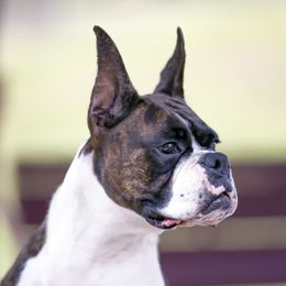 Rey - Boxer