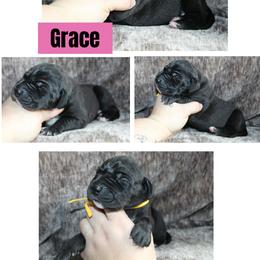Grace - Black female Great Dane puppy in Spokane, Washington from Phoenix Family Danes