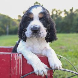Homer - Black white and tan male English Springer Spaniel puppy in Winchester, Kentucky from Hidden Springs Farm