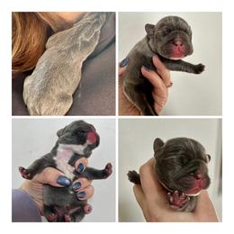 Mantis - Blue female French Bulldog puppy in Greenfield, Missouri from Hope Mountain French Bulldogs
