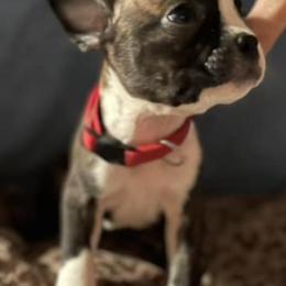 Boston Terriers from Little Rascals
