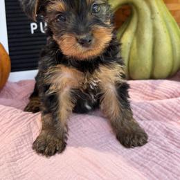 Tiny Girl 1 - Black and gold female Yorkshire Terrier puppy in Charleston, West Virginia from Mountain State Puppies
