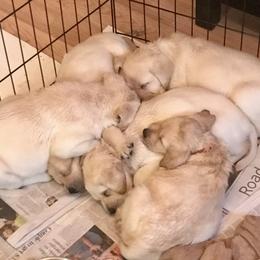 "Piper litter" Labrador Retriever Puppies from Carvins Cove English Labradors