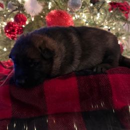 German Shepherd puppies from T'S SHEPHERDS