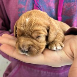 Aquarius - Red female Cavapoo puppy in Adrian, Oregon from ApplebyFarm