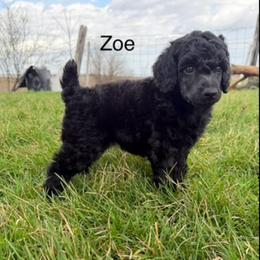 Zoe - Black female Poodle puppy in Greenwich, New York from MizzElle’s Standard Poodles