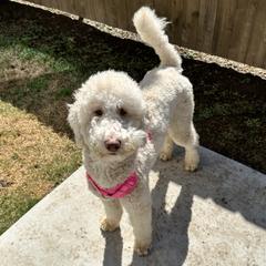 Goldendoodles and Poodles from Royal Doodles and Pups