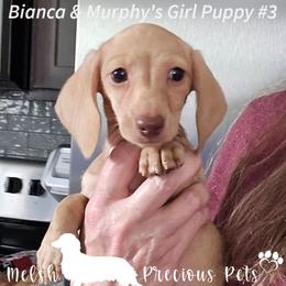 Puppy 3 - Cream female Dachshund puppy in Anamosa, Iowa from Melsh Precious Pets