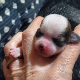 Girl 2 - Chocolate brindled fawn female Chihuahua puppy in Oklahoma City, Oklahoma from Teacup Chihuahuas and Friends