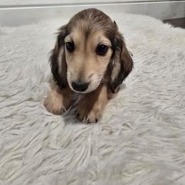 Steve - Cream male Dachshund puppy in Price, Utah from Stone Kennels