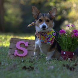 Sakoni - Pembroke Welsh Corgi